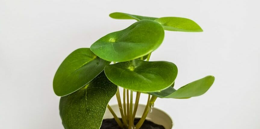 green plant on white ceramic pot